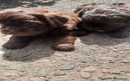 Shihpoo dogs for sale: Chocolate Toy Shipoo pups - Image 11