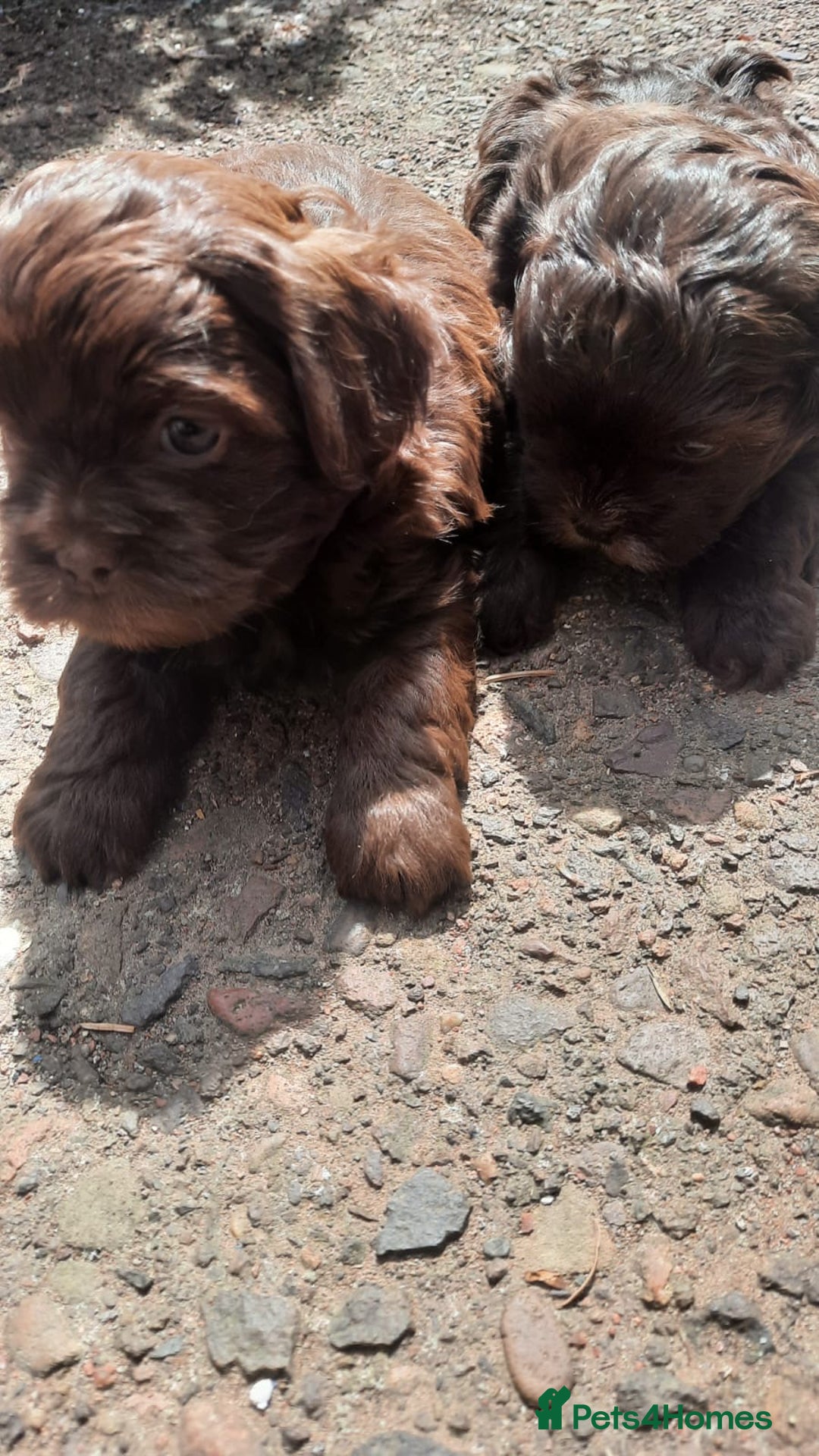 Shihpoo dogs for sale: Chocolate Toy Shipoo pups - Image 11