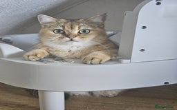 British Shorthair cats for sale: Golden Shaded Kittens looking for Loving Homes!  - Image 14