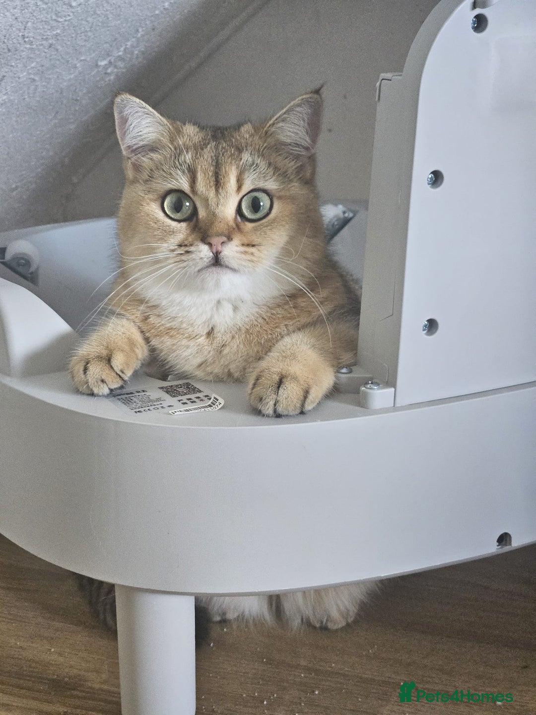 British Shorthair cats for sale: Golden Shaded Kittens looking for Loving Homes!  - Image 14