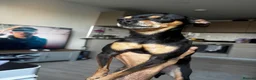 Russian Toy Terrier dogs for sale: Russian toy terrier puppies - Advert 4