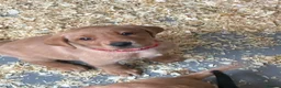 Labrador Retriever dogs for sale: 2 kc chunky Labrador pups ready now  - Advert 3