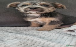 Mixed Breed dogs for sale: Jack russel cross pomeranian puppies  - Image 12