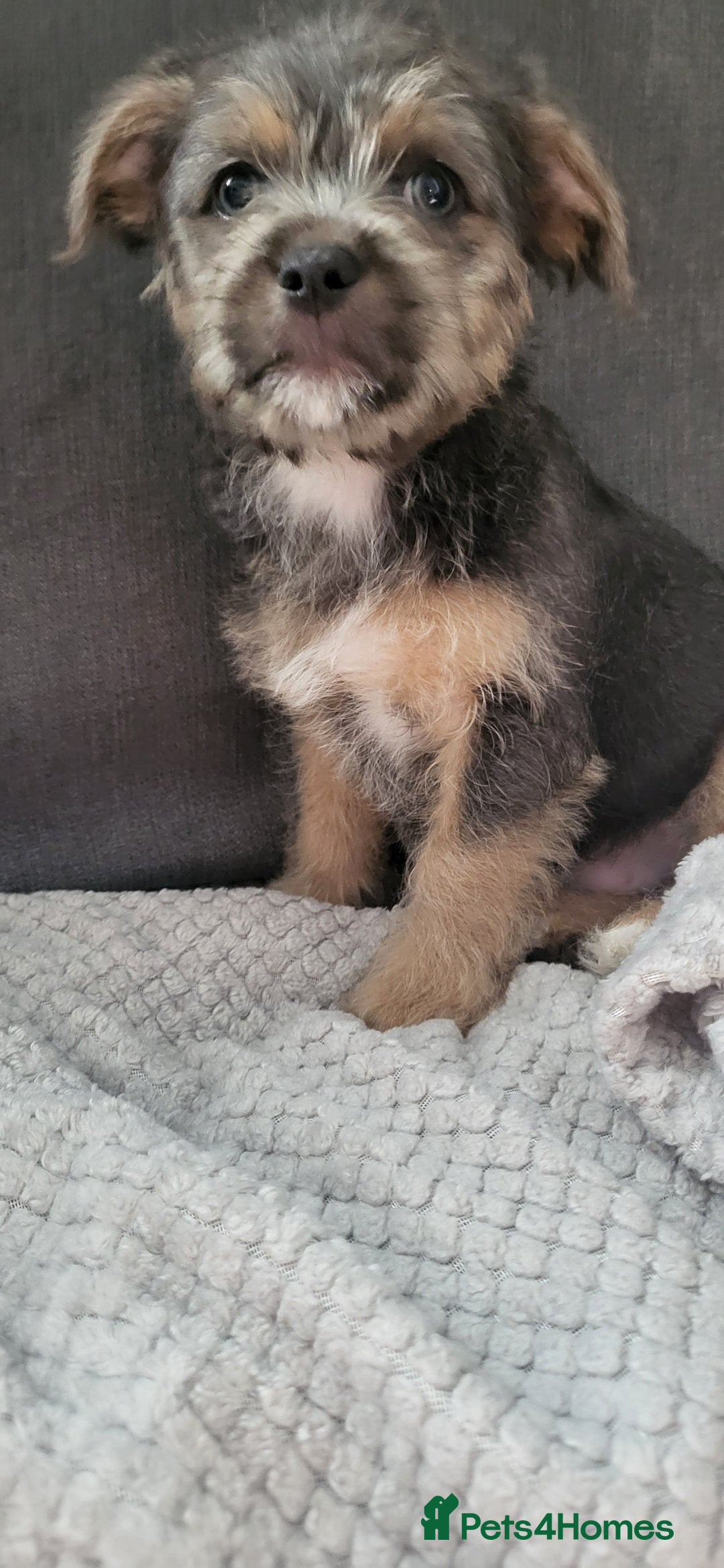 Mixed Breed dogs for sale: Jack russel cross pomeranian puppies  - Image 12