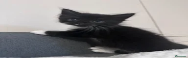 Tuxedo