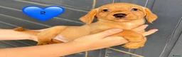 Cockerdor dogs for sale: DNA health tested golden Cockerdor pups - Advert 9