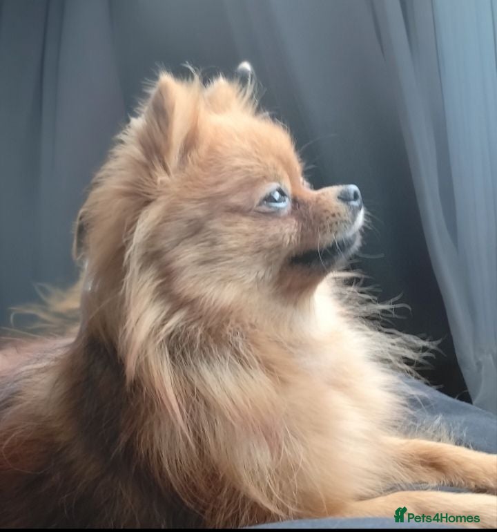 Pomeranian dogs Pomeranian stud wanted - Advert 3