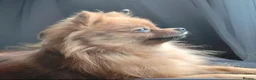 Pomeranian dogs for stud: Pomeranian stud wanted - Advert 1