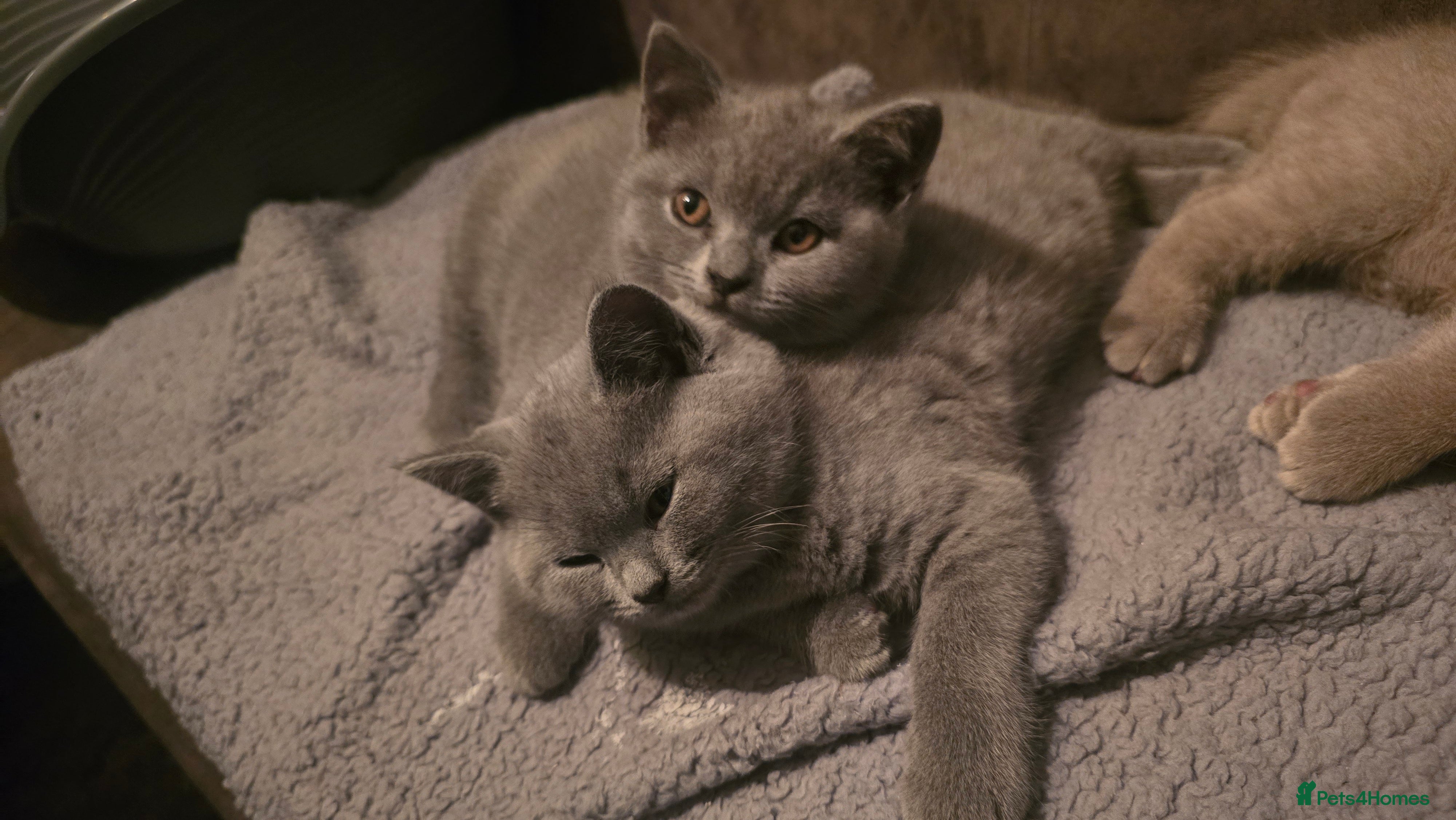 British Shorthair cats 3 LEFT british short hair ready to go  - Advert 18