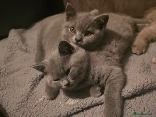 British Shorthair cats 3 LEFT british short hair ready to go - Advert 18