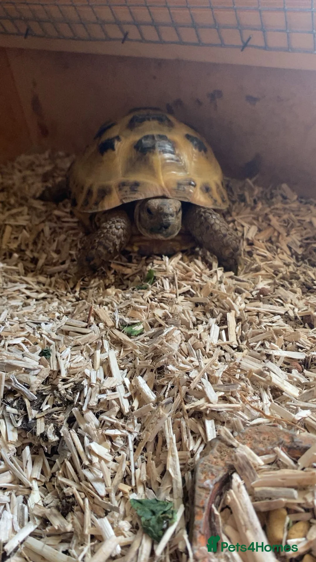 Tortoise reptiles for sale: Female horsefield tortoise  in Hull - Advert 2