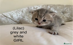 Scottish Fold cats for sale: Scottish fold/ Scottish striaght BSH kittens  - Image 28