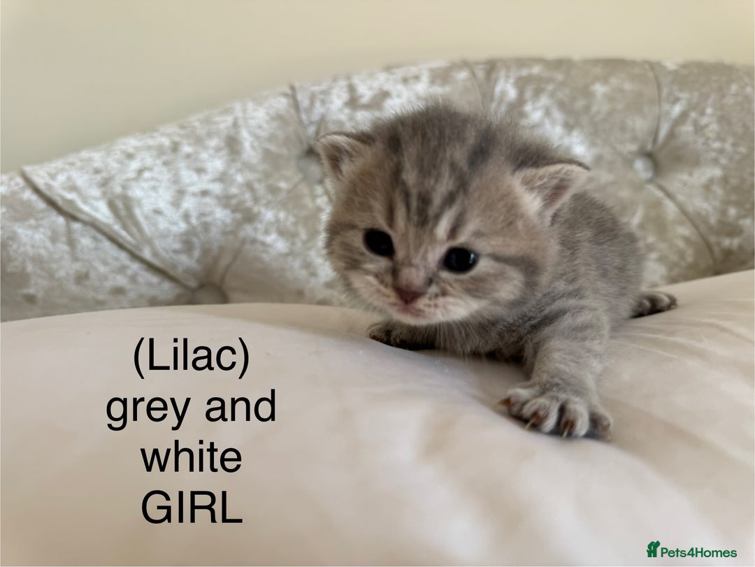 Scottish Fold cats for sale: Scottish fold/ Scottish striaght BSH kittens  - Image 28