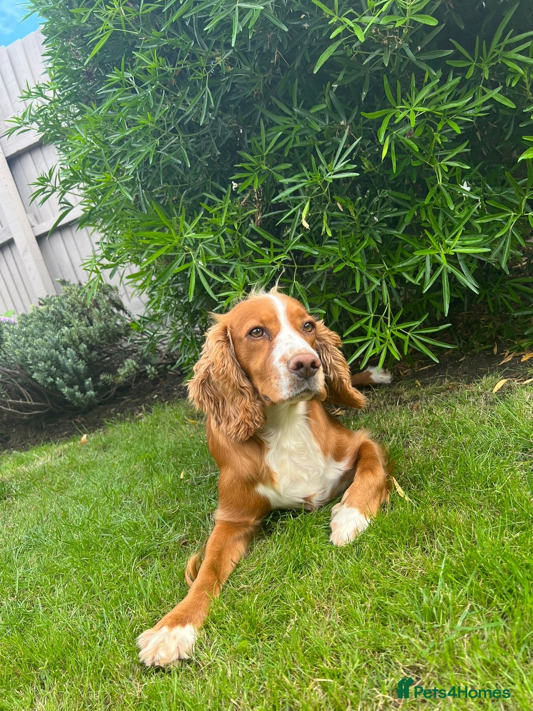 Cockapoo dogs for sale: 🐶 Adorable cockapoos 🐶 - Image 10