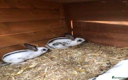English Spot rabbits for sale: Baby English spot rabbits  in Wickford - Image 10
