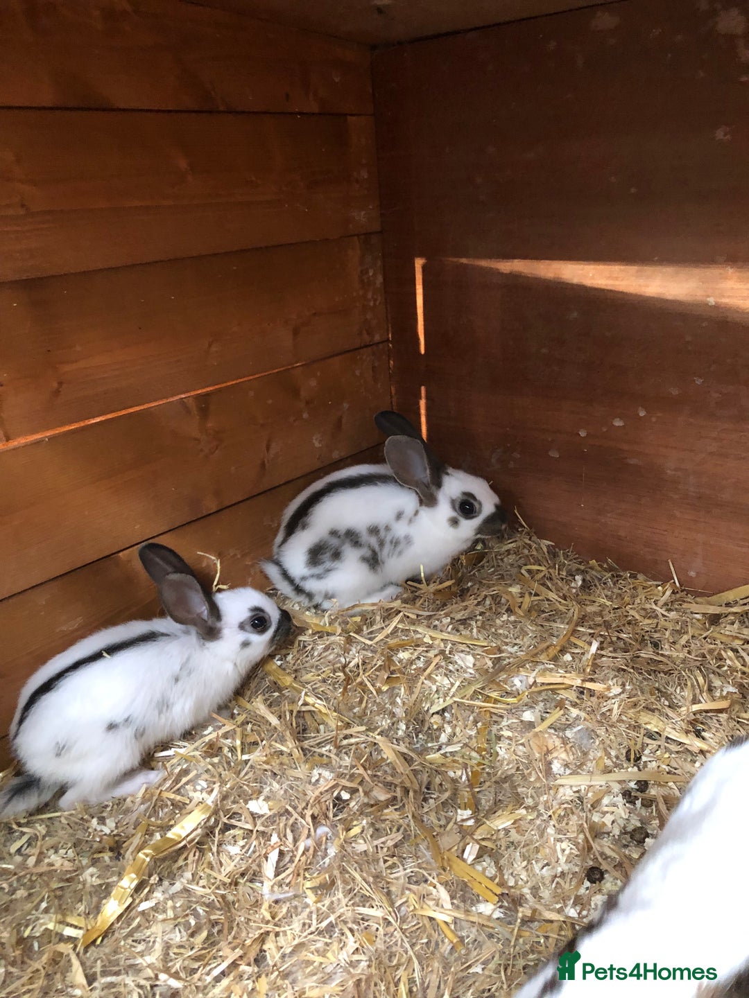 English Spot rabbits for sale: Baby English spot rabbits  in Wickford - Image 10