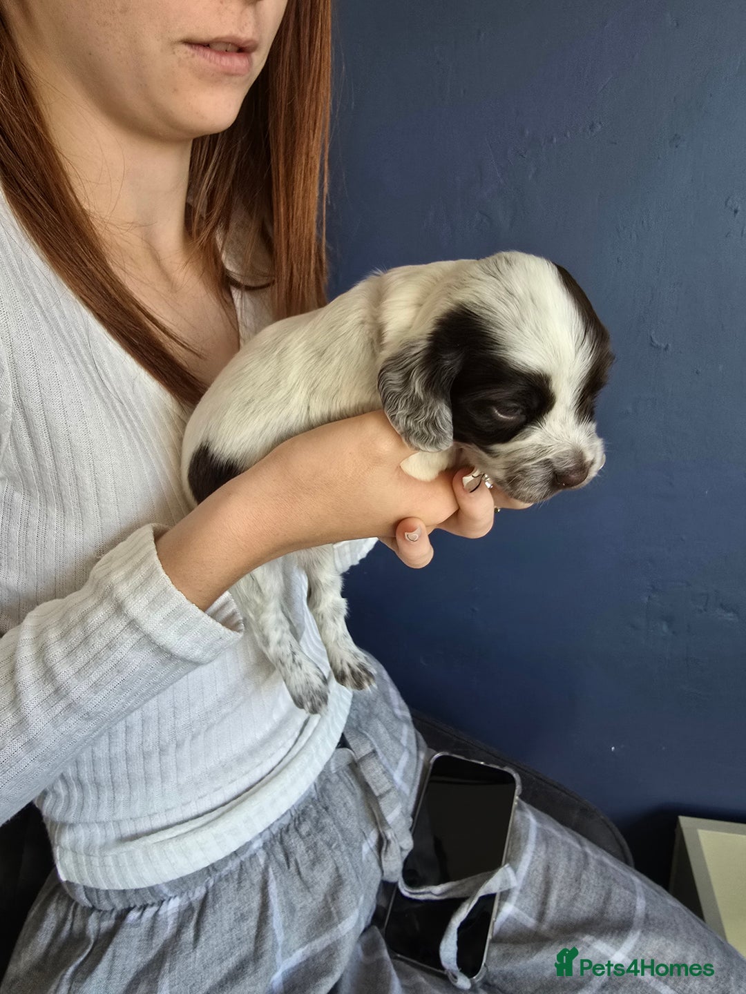 Cocker Spaniel dogs for sale: Cocker spaniel puppies  - Image 13