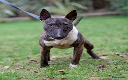 English Bull Terrier dogs for sale: Fit English Bull Terrier Female  - Image 3