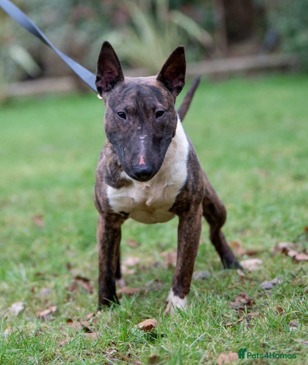 English Bull Terrier dogs for sale: Fit English Bull Terrier Female  - Image 3