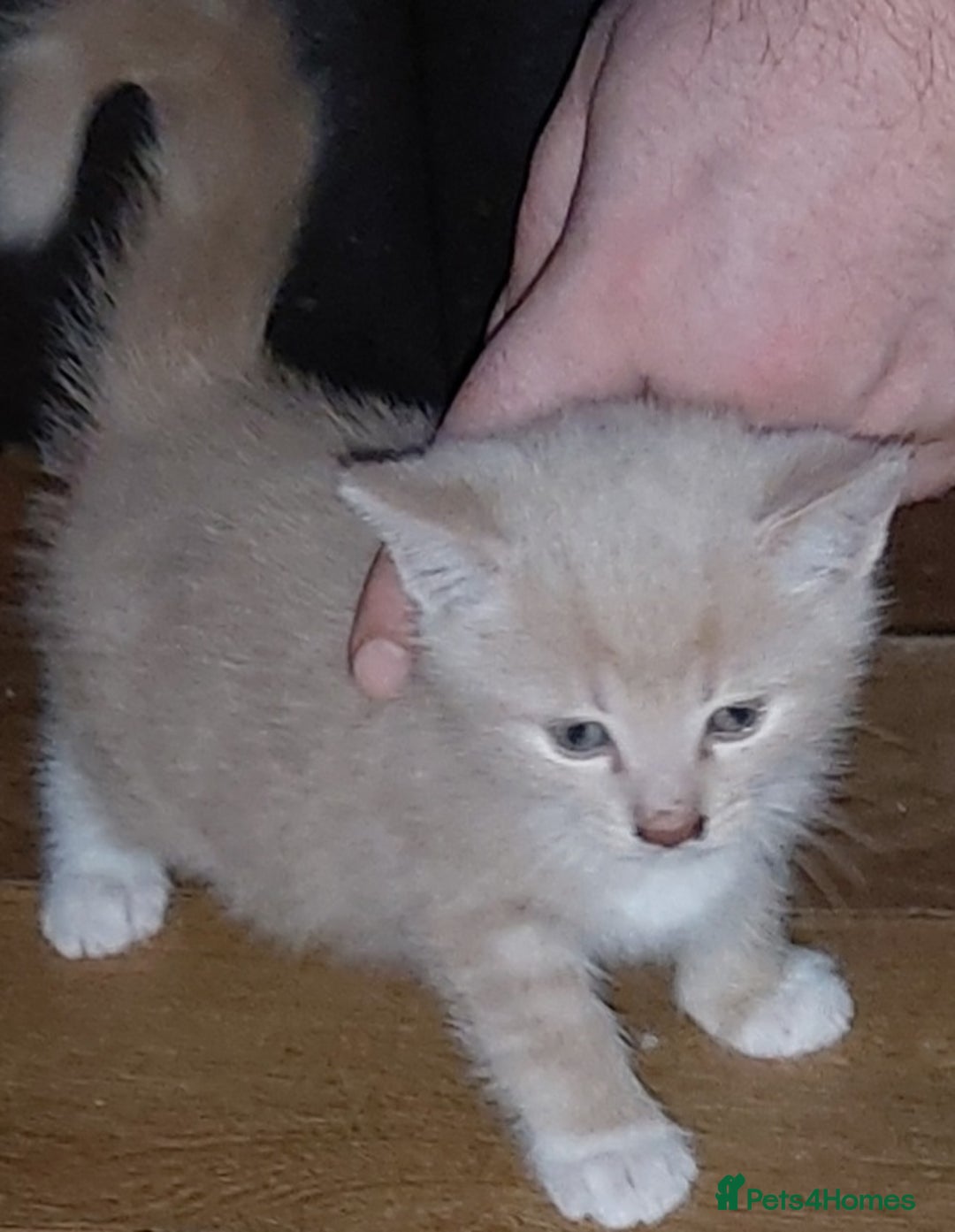 Mixed Breed cats for sale: 1 white, ginger and caramac kitten  - Advert 25