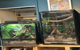 Gecko reptiles for sale: Creasted Gecko - Image 1