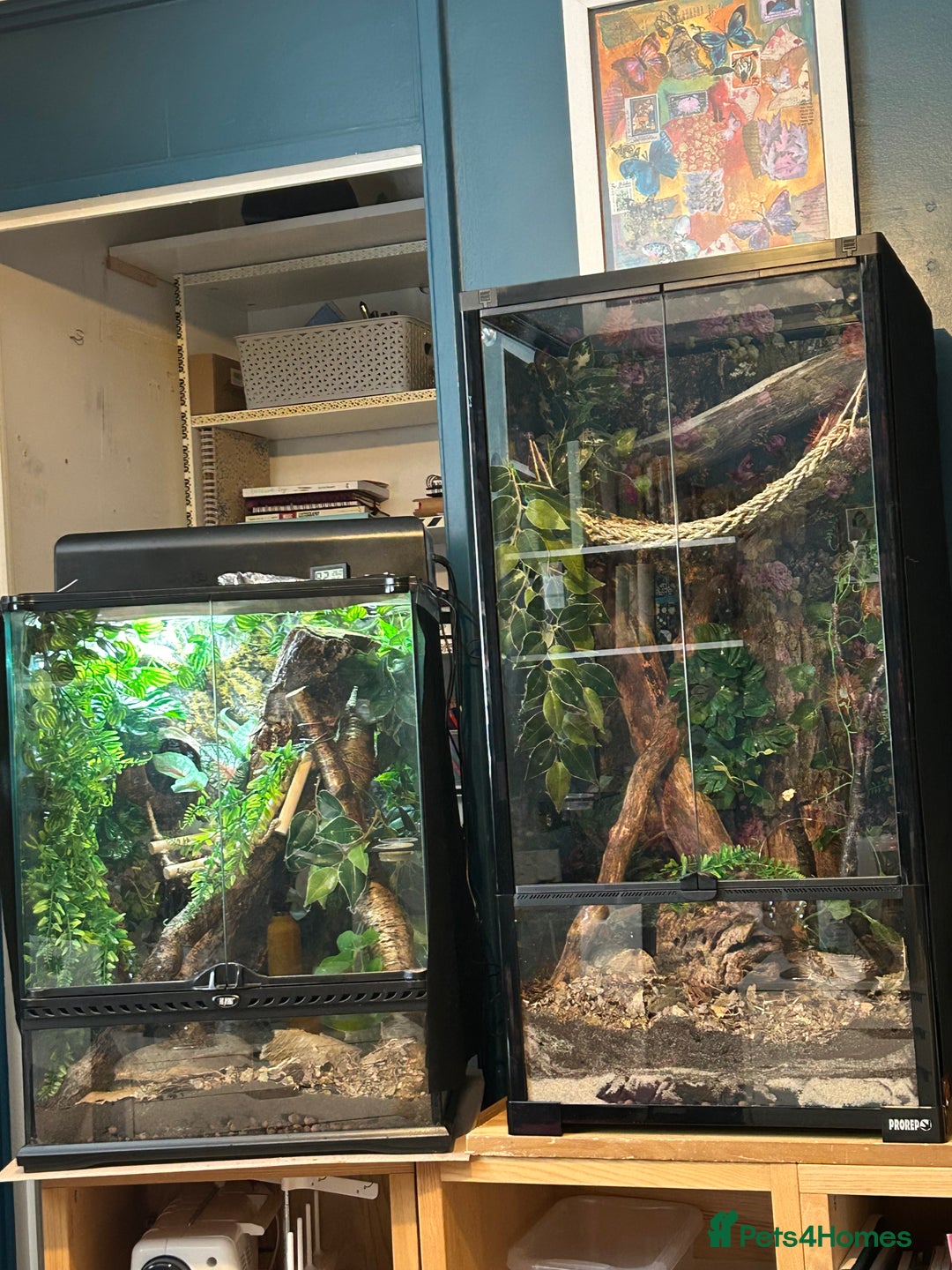 Gecko reptiles for sale: Creasted Gecko - Image 1