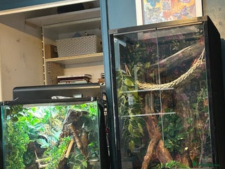 Gecko reptiles for sale - Advert 1