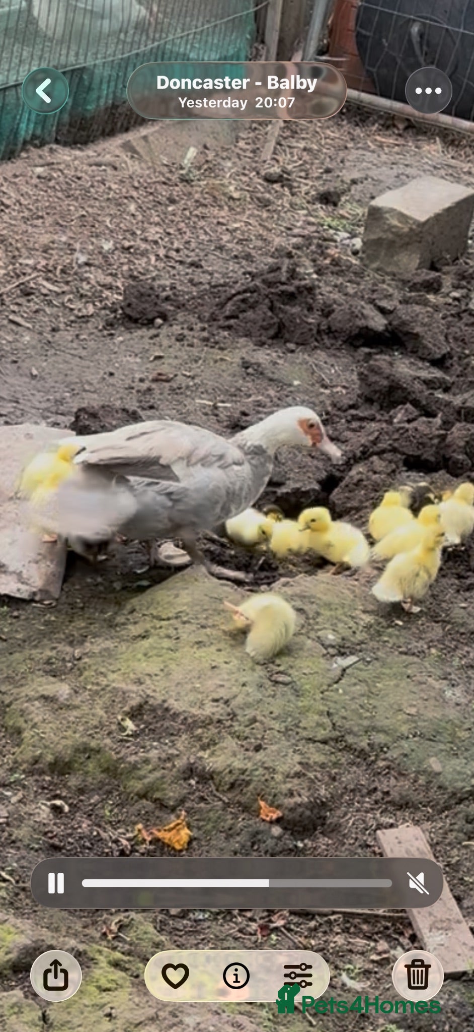 Ducks poultry Muscovy chicks  - Advert 1