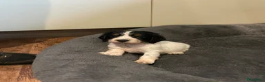 Cocker Spaniel 3