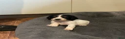 Cocker Spaniel dogs for sale: Kc reg working cocker spaniel  - Advert 16