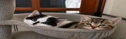 British Shorthair cats for sale: British Shorthair kittens  in Wirral - Advert 9