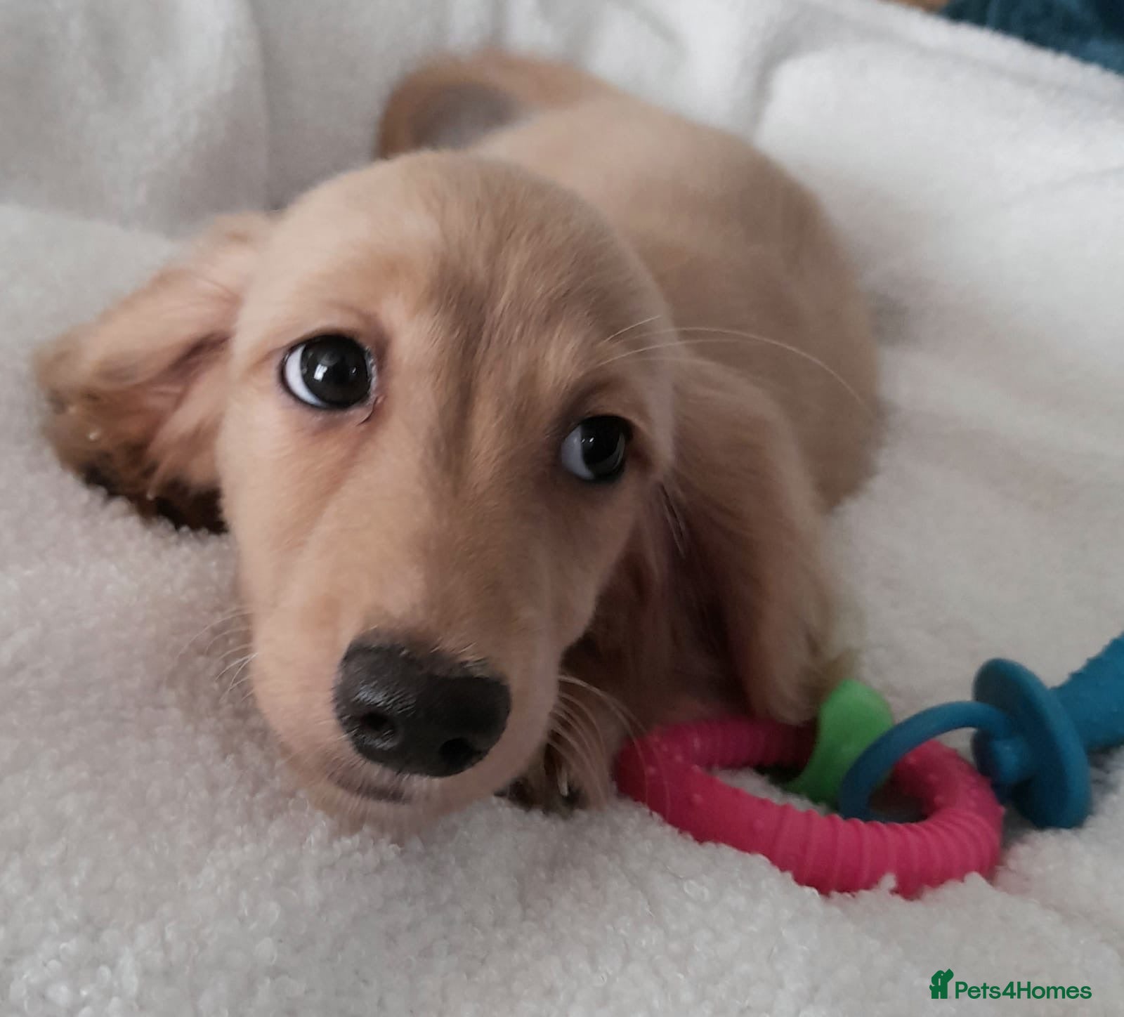 Miniature Dachshund dogs Long haired miniature dachshund - Advert 2