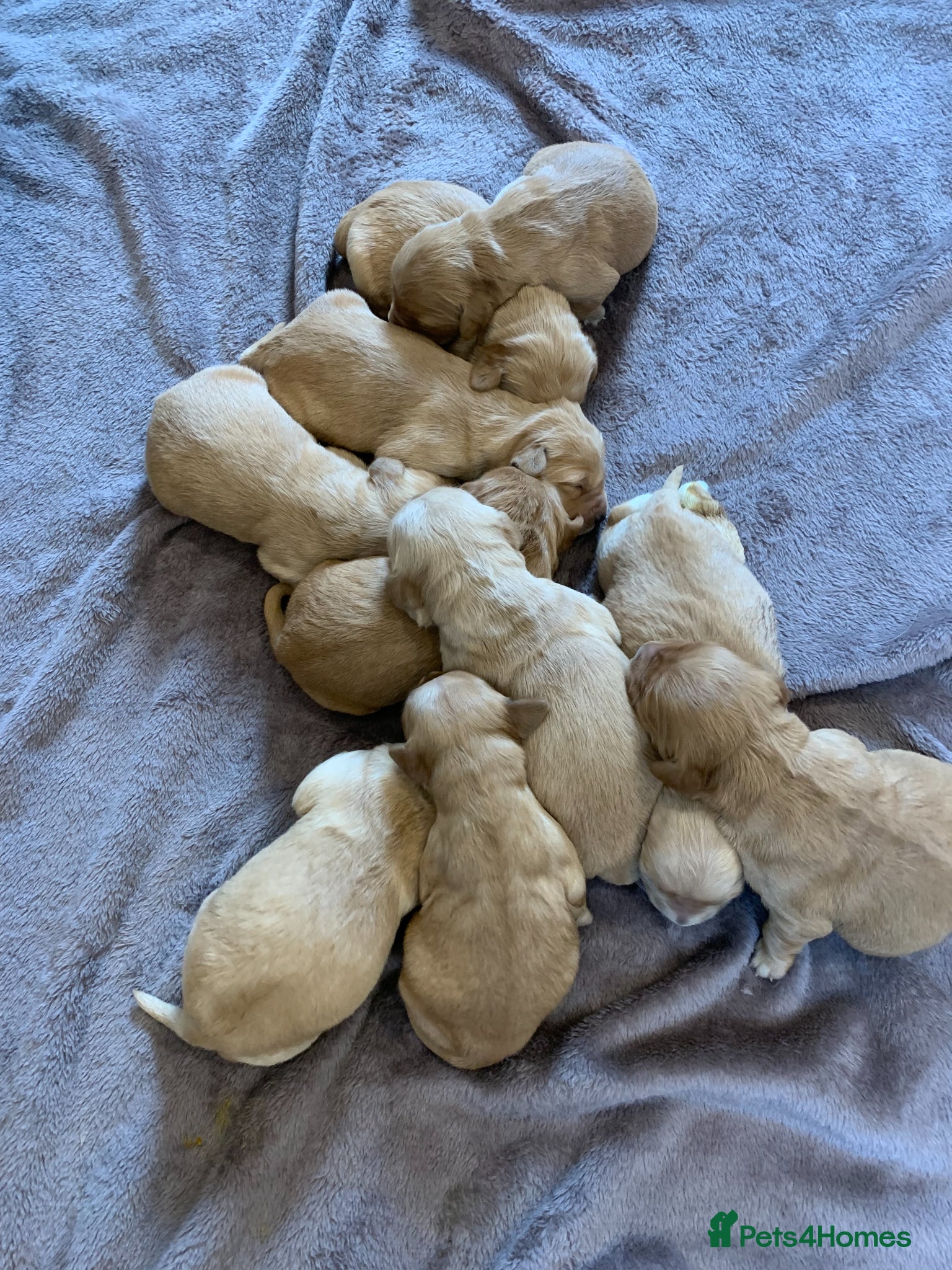 Golden Retriever dogs K.C REGISTERED GOLDEN RETRIEVER PUPPIES - Advert 2