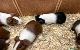 Guinea Pig rodents for sale: Bonded boars/boys - Image 2