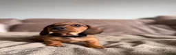 Miniature Dachshund dogs for sale: Last one KCreg Miniature dachshunds red&shaded red - Advert 16