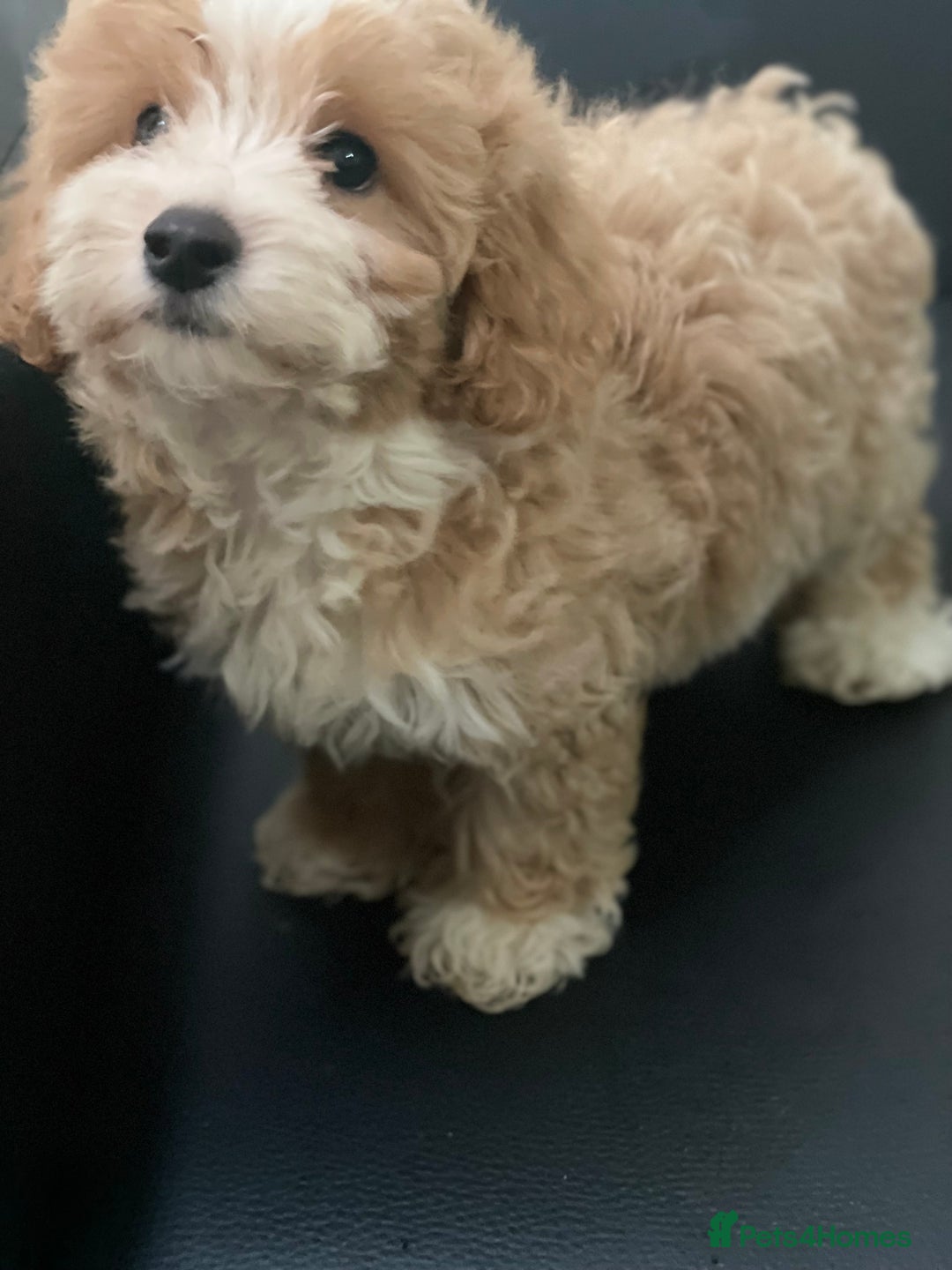 Maltipoo dogs for sale: Adorable F1 Maltipoo Puppies - Image 9