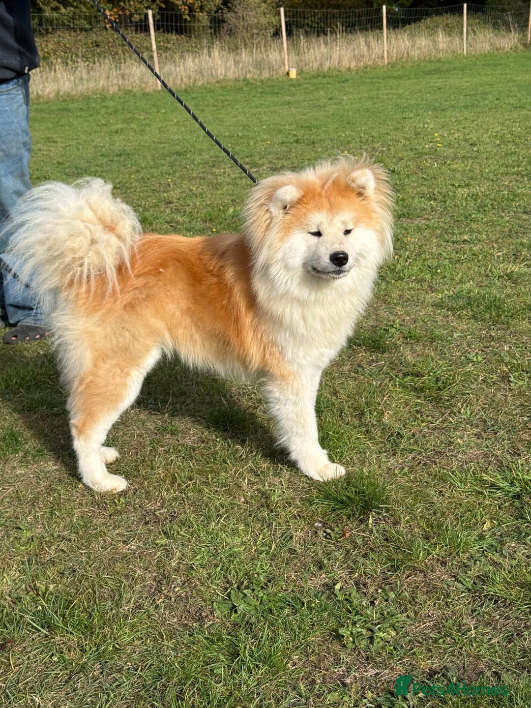 Japanese Akita Inu dogs for sale: Stunning Longcoat  - Image 4