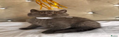 British Shorthair 2