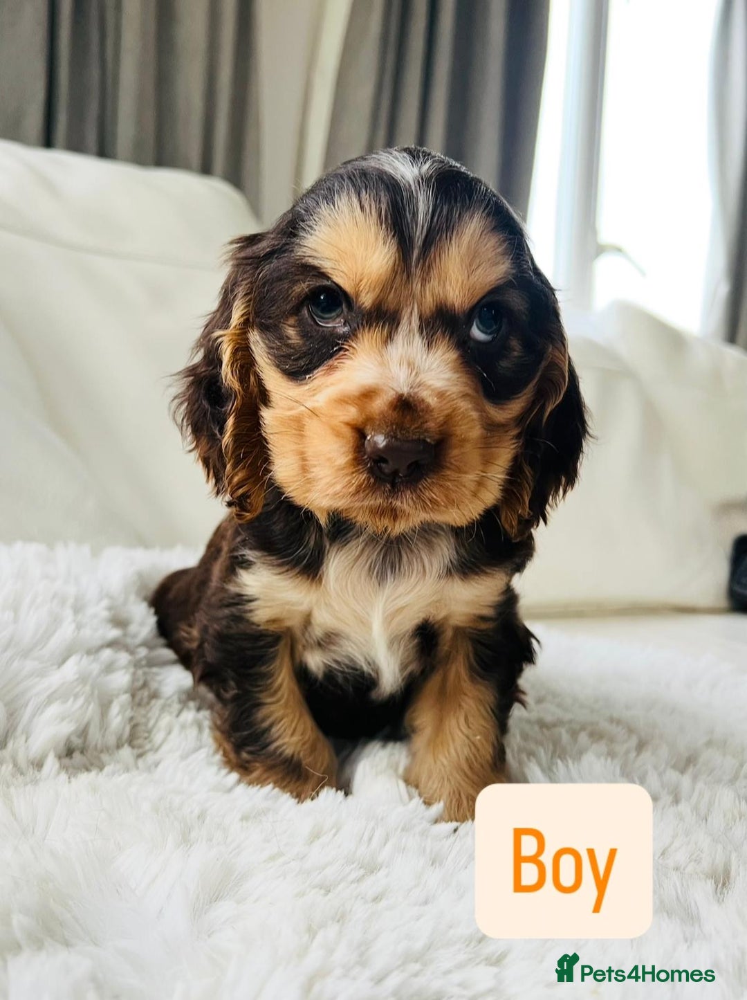 Cocker Spaniel dogs for sale: KC Registered Show Cocker puppies  - Advert 5