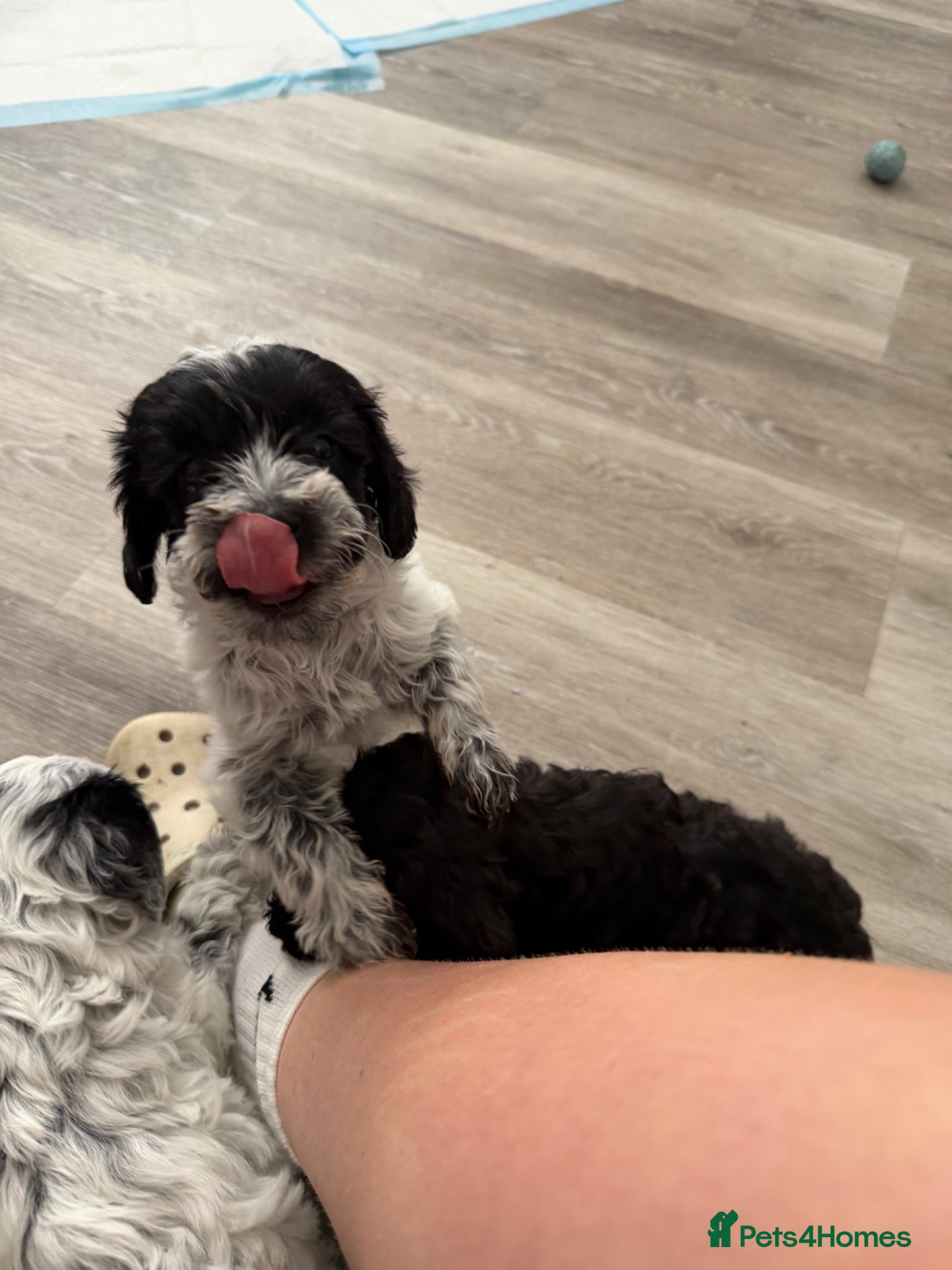Mixed Breed dogs for sale: Jackapoo Puppies - Advert 8