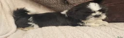 Shih Tzu dogs for sale: Shihtzu puppies - Advert 14