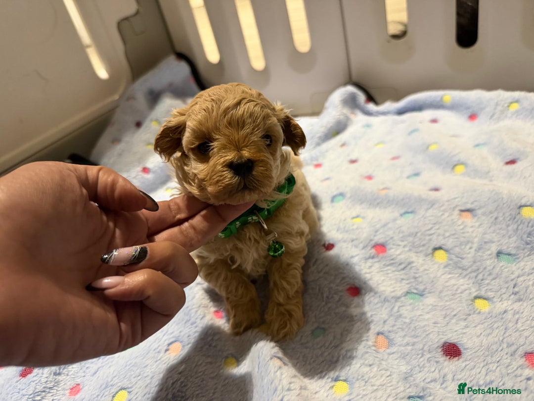 Maltipoo dogs for sale: Small Maltipoo puppy’s - Advert 5