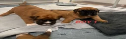 Boxer dogs for sale: Beautiful boxer puppies  - Advert 23