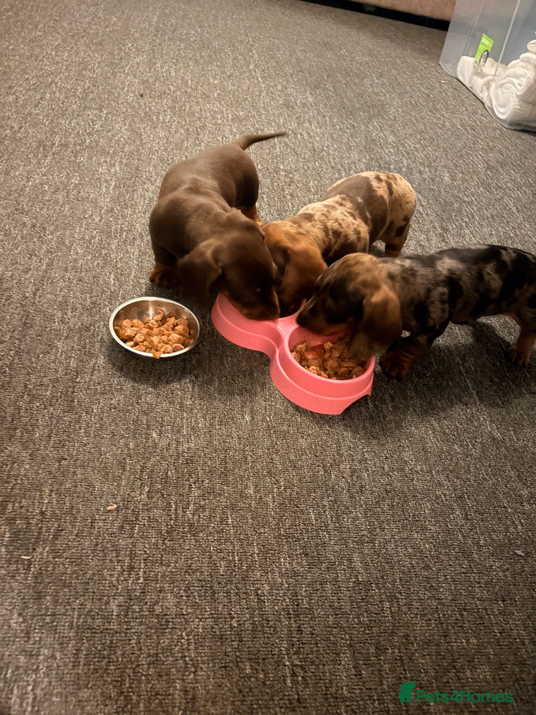 Dachshund dogs for sale: Dachshund adorable male Trio - Advert 6