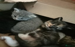 Mixed Breed cats for sale: Beautiful grey and mixed kittens - Image 1
