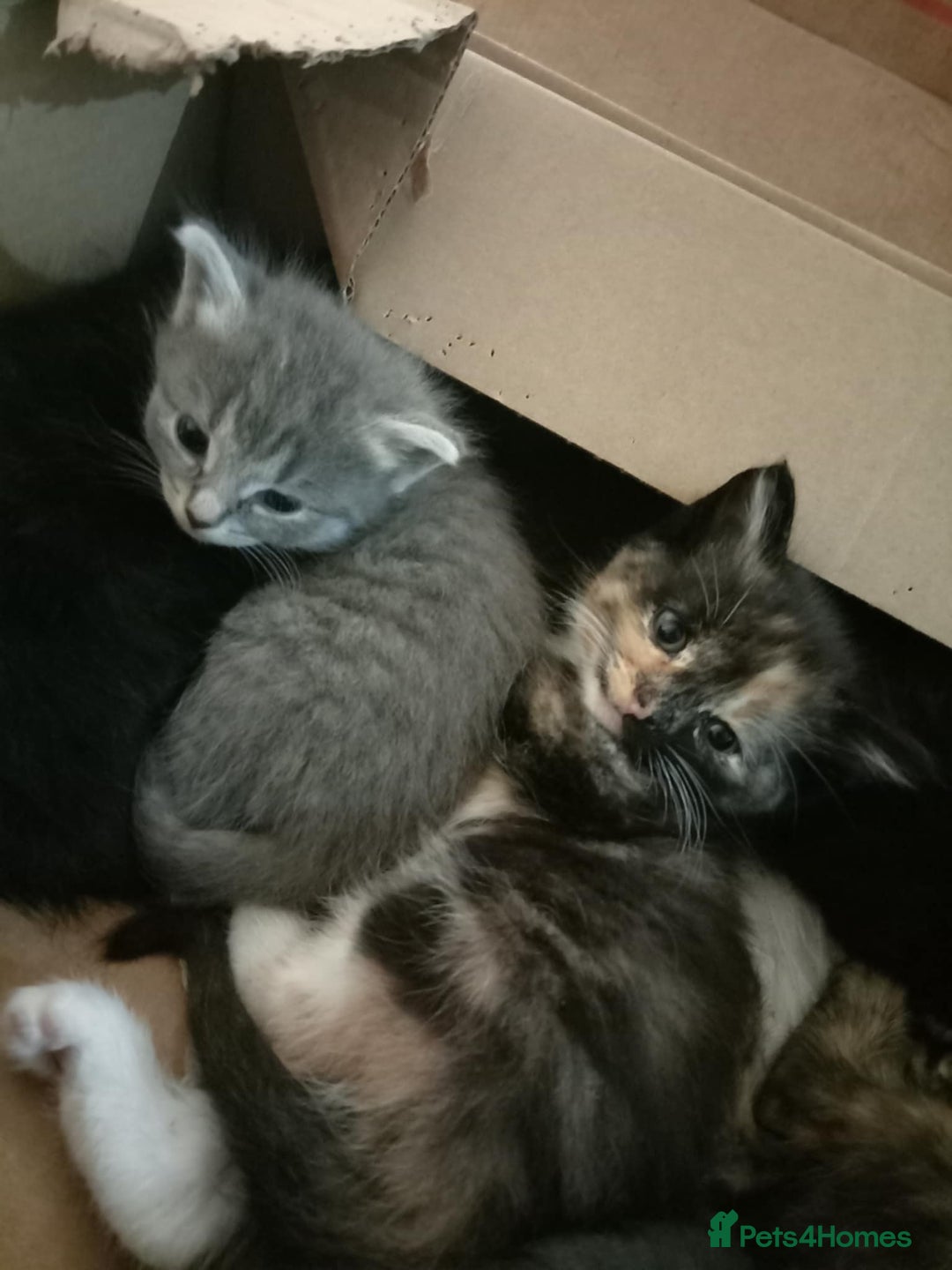 Mixed Breed cats for sale: Beautiful grey and mixed kittens - Image 1
