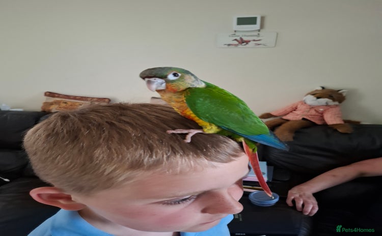 Conures birds - Advert 1