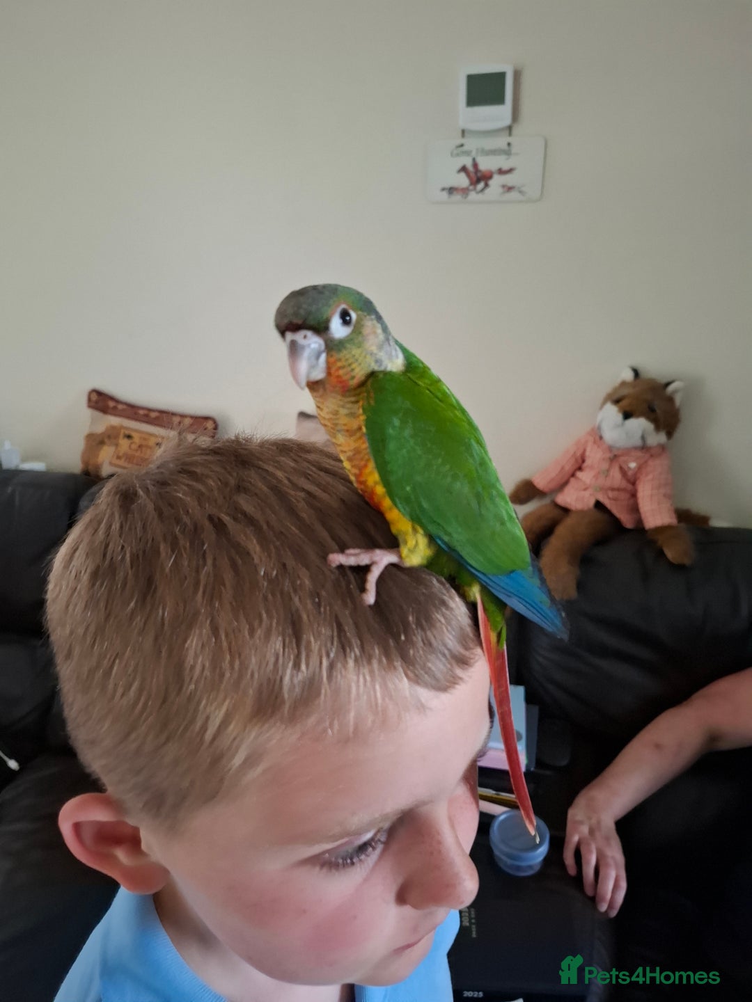 Conures birds for sale: Hand reared yellow sided greencheek conure  - Image 1
