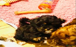 Mixed Breed dogs for sale: 🌟BUNDLES OF JOY 🐶 SUPER CUTE MALSHIPOO PUPS - Image 4