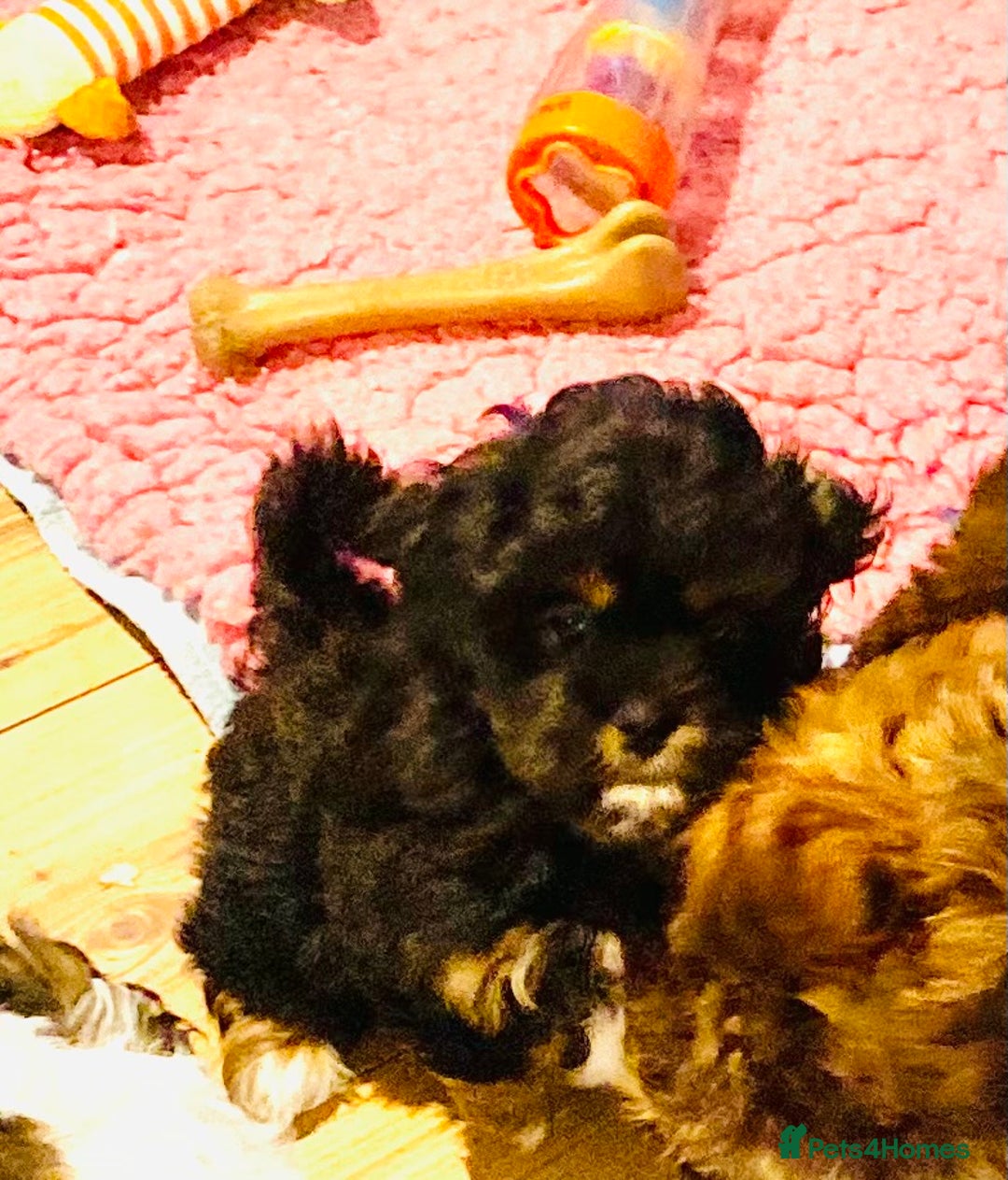 Mixed Breed dogs for sale: 🌟BUNDLES OF JOY 🐶 SUPER CUTE MALSHIPOO PUPS - Image 4